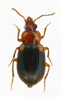 CARABIDAE  Latreille, 1802  DIVERS