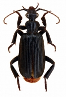 ANTHIINAE Bonelli, 1813