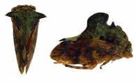 CENTRONODINAE Deitz, 1975