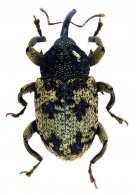 CURCULIONIDAE  Gen. sp