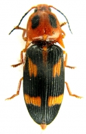AGRYPNINAE Lacordaire, 1857
