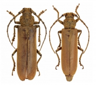 SPHALLOTRICHINA  Martins & Monné,  2002