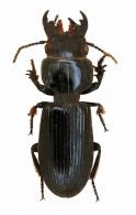 SCARITINAE  Bonelli, 1810