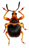 ATTELABIDAE Billberg,  1820