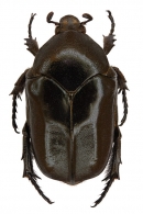 GYMNETINI  MacLeay, 1819 