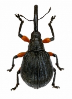 APIONIDAE Schoenherr, 1823