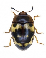EROTYLINAE Latreille,  1802