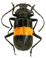 TRACHYDERINI  Dupont  1836