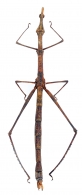 PROSCOPIIDAE Serville, 1838