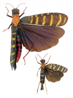 ACRIDIDAE Macleay, 1821