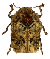 FULCIDACINAE Schaeffer, 1926