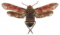  APHAENINAE Blanchard,  1847