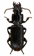 PTEROSTICHINAE Bonelli, 1810