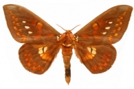 CERATOCAMPINAE  Harris,  1841