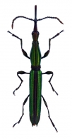 BRENTIDAE  Billberg,  1820
