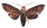 SPHINGIDAE  Latreille,  1802