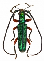 DISTENIINAE Thomson, 1861