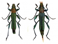 RHINOTRAGINI Gen. sp. 