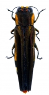 AGRILINAE Laporte de Castelnau et Gory  1839