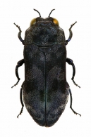 AGRILINI sp.