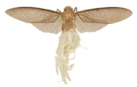  PHENACINAE Haupt, 1929