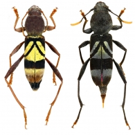 CHLOROPHORITAE  Zamoroka, 2021
