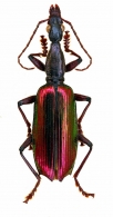 LEBIINAE Bonelli, 1810