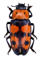 TRITOMINAE Curtis,  1834