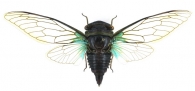 CICADINAE  Westwood,  1840