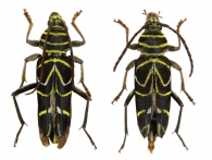 PLAGIONOTINA  Zamoroka, 2021