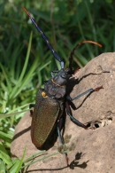 Coléoptères vivants