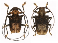 POLYRHAPHIDINI  Thomson , 1860