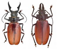 MACRODONTIINI Thomson,1861