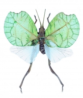 TETTIGONIIDAE Krauss, 1902