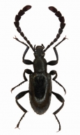 ALLECULINAE  Laporte de Castelnau, 1840