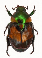 RUTELINI  MacLeay, 1819  