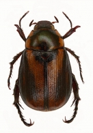 ANOMALINI Streubel, 1839  