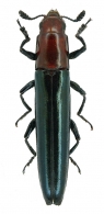LANGURINAE Crotch, 1873