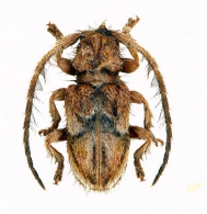DESMIPHORINI  Thomson, 1860