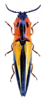 ELATERIDAE Leach, 1815