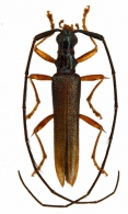 DISTENIINI  Thomson, 1861