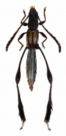RHINOTRAGINI  Thomson  1861 