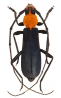 OEMINI  Lacordaire, 1868  