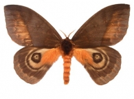 HEMILEUCINAE  Grote & Robinson, 1866