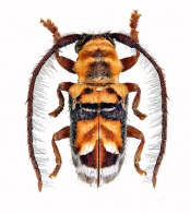 DESMIPHORINI Thomson, 1860