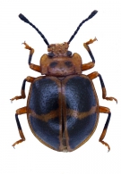 ENDOMYCHIDAE  Leach,  1815