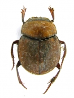 CANTHONINI  Péringuey, 1900
