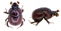 BOLBOCERATINI Mulsant, 1842