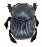 PHANAENINI   MacLeay, 1819