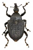 Cratosomus scaber  (Fabricius, 1755)